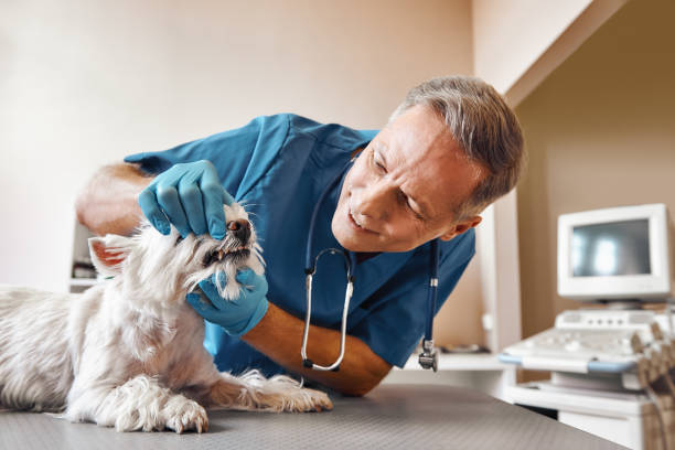 Best Emergency Dental Care for Trauma or Injury in Crow Agency, MT